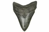 Fossil Megalodon Tooth - South Carolina #170329-1